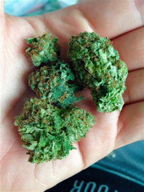 louis vuitton strain|Louis Vuitton Og Strain Full Information .